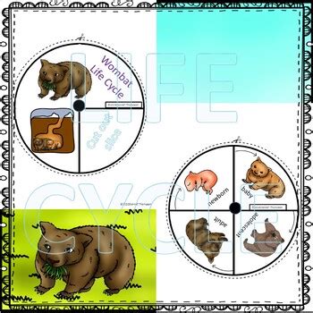 Wombat Life Cycle