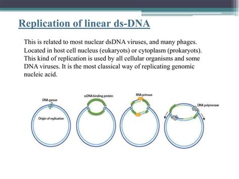 DNA replication | PPT