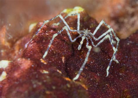 Coral Sea Spider Class Pycnogonida For More Marine Life  Flickr