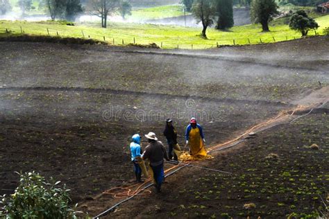 Los Trabajadores Agr Colas Que Trabajan En Cultivos Hort Colas En La