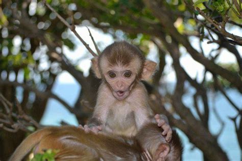 An Infant Rhesus Macaque Image Eurekalert Science News Releases