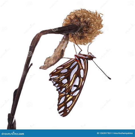 Amazing Moment about Butterfly Change Form Chrysalis. Ventral Vi Stock
