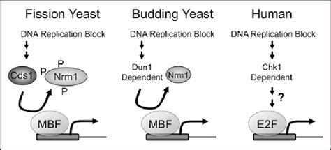 The Dna Replication Checkpoint Promotes Persistent Expression Of Cell Download Scientific