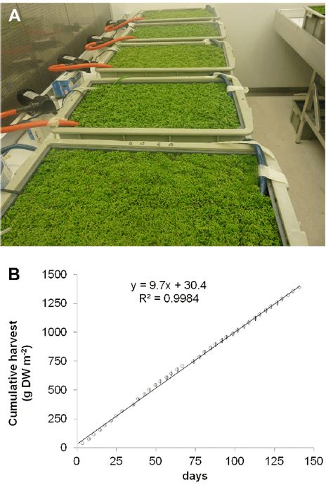 Azolla Filiculoides Yield Potential Under Continuous Production