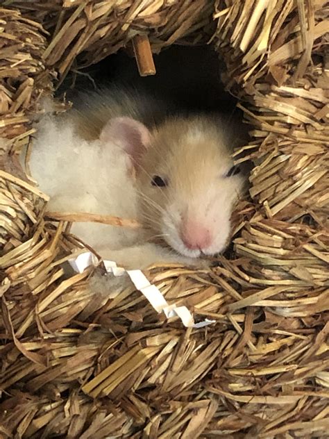 Good night world! Time for a bed time story and snuggles. : r/RATS