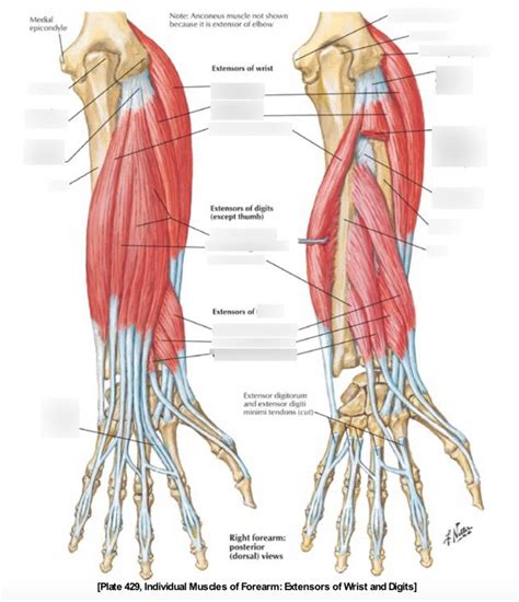 Diagram Of Extensors Of Wrist And Digits Quizlet