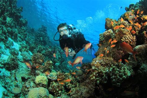 O Mergulhador Do Mergulhador Explora O Recife Coral Imagem De Stock