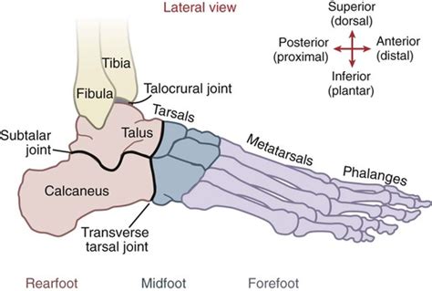 Structure And Function Of The Ankle And Foot Musculoskeletal Key