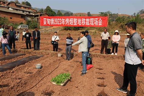 抢抓农时不误春 抗旱保苗促移栽——妥甸镇召开2023年烤烟整地移栽现场会议 双柏县人民政府