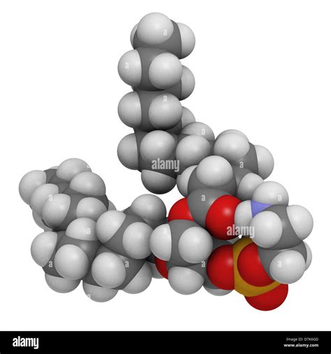 Phosphatidylethanolamine Membrane