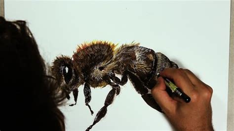 17 Bee Pencil Drawing Stock Video Footage - 4K and HD Video Clips | Shutterstock