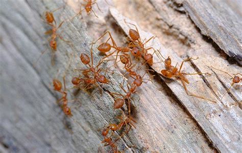 Blog Honolulus Quick Reference Guide To Ant Identification