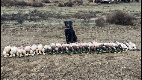 Field Duck Hunt Man Limit In Hours Youtube