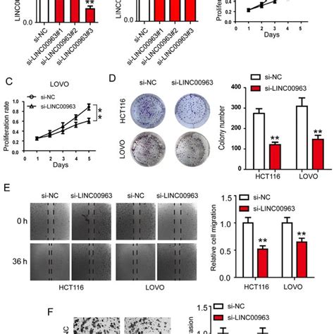 Linc00963 Knockdown Inhibits Proliferation Colony Formation Migration Download Scientific