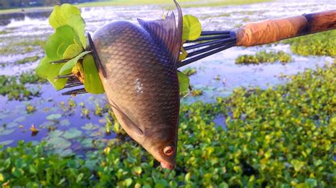 Unique Best Bowfishing From Boatbest Jumping Fishing Technique By