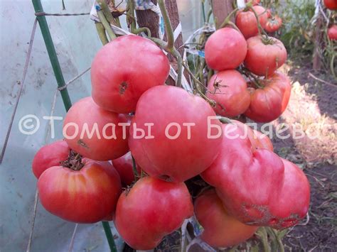 Томат Розовый маяк • Описание, ОТЗЫВЫ, Фото, Семена, Купить
