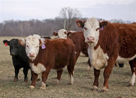 Rockingham County family raises miniature cows | Virginia | richmond.com