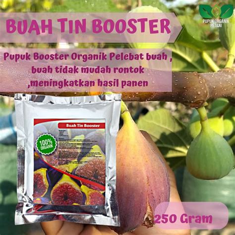 Jual Pupuk Organik Pelebat Booster Buah Tin Perangsang Buah Buah Tin