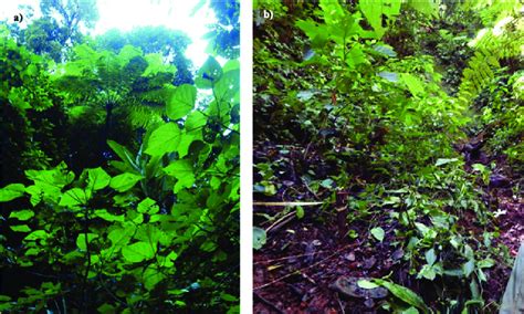 Bosque Mes Filo De Monta A En Cumbres De Huicicila Nayarit A