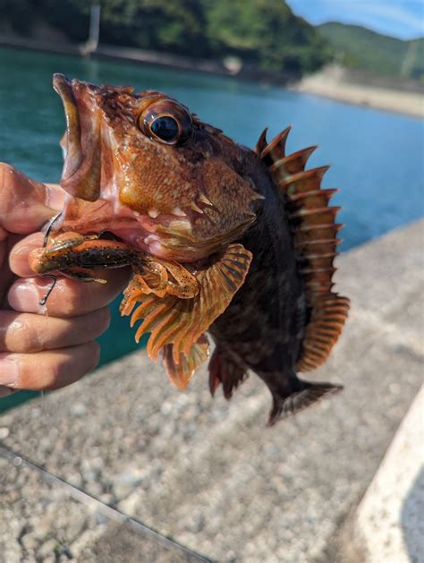 陸っぱり釣行記 三重県 白浦 ロックフィッシュ（ルアー） カサゴ・ガシラ 陸っぱり 釣り・魚釣り 釣果情報サイト カンパリ