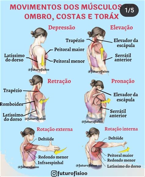 Mapas Mentais Sobre OMBRO Study Maps