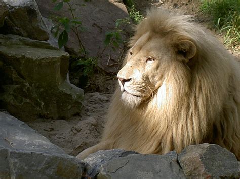 White lion 3 Free Photo Download | FreeImages