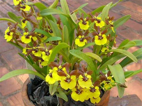 Orqu Dea Oncidium Croesus Muda Sem Flor Mercado Livre