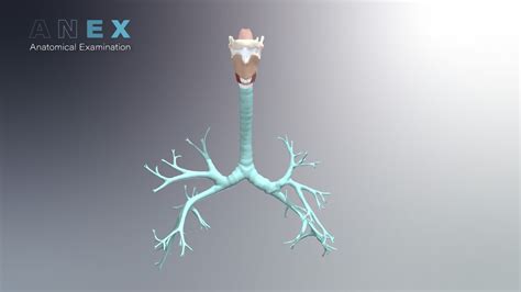 Larynx 3d Model By Imiridley [89701e3] Sketchfab