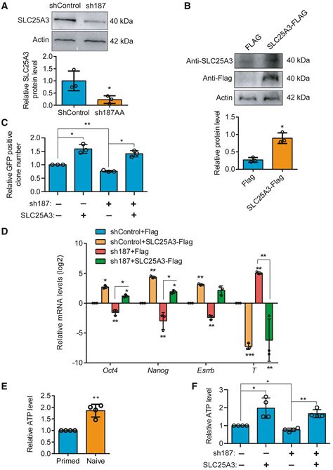 A Novel Protein CYTB 187AA Encoded By The Mitochondrial Gene CYTB