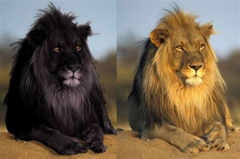 17 Animals Painted By The Night Itself Melanistic Animals Black Lion