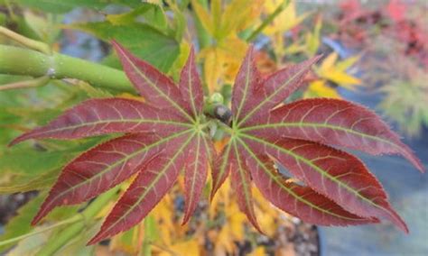 Acer Palmatum Iijima Sunago Japanese Maple Kigi Nursery