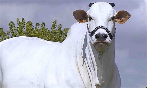 Brazilian Cow Sets Guinness Record As World S Most Expensive