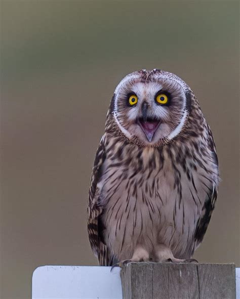 Surprised Owl