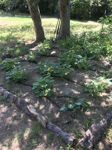 Crooked Neck and Straight Neck Squash starting to fill in in East Texas : homestead