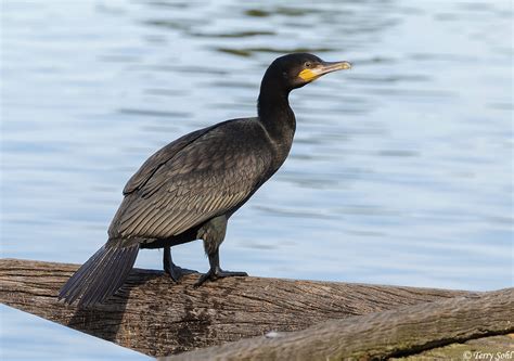 Great Cormorant Photos - Photographs - Pictures