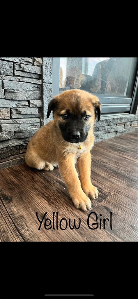 350 Obo English Mastiff Rottweiler Pups 2 Girls Left Dogs