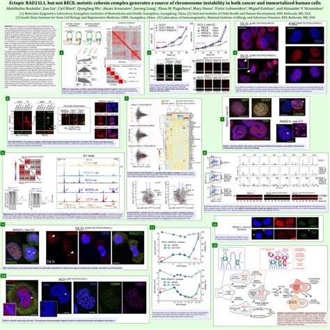 PDF Ectopic RAD21L1 But Not REC8 Meiotic Cohesin Complex Generates