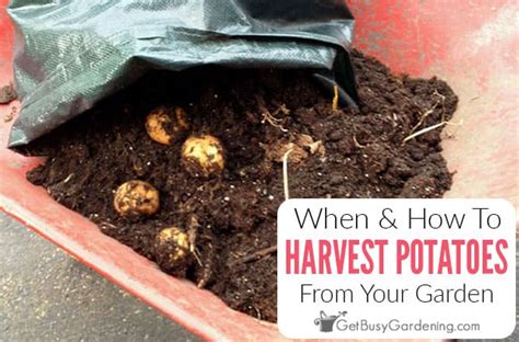 When And How To Harvest Potatoes - Get Busy Gardening