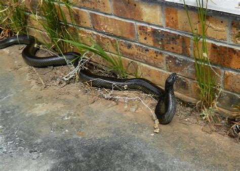 Learning to Love the Mole Snake - Friends of Tokai Park