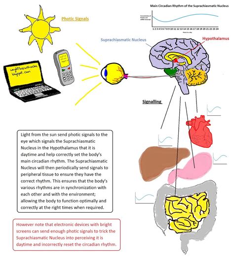 Weight Loss Chronobiology Utilizing The Circadian Rhythm To Prevent