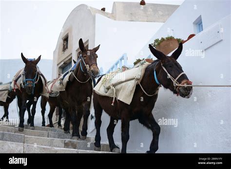 donkey carrying goods  res stock photography  images alamy