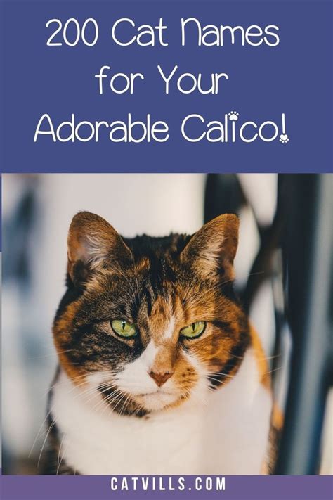 200 Clever Calico Cat Names You Ll Adore Calico Cat Names Cat Names