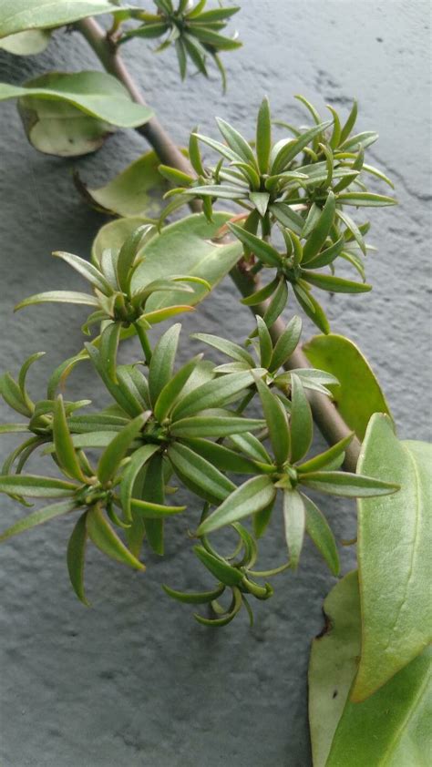 Pereskia Aculeata Mill Ora Pro Nobis World Flora Pl NtNet Identify