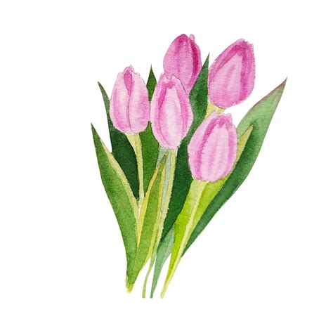 Watercolor Pink Tulips Png