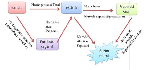 Peta Konsep Enzim