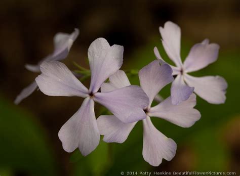 Blue Phlox – phlox divaricata | Beautiful Flower Pictures Blog