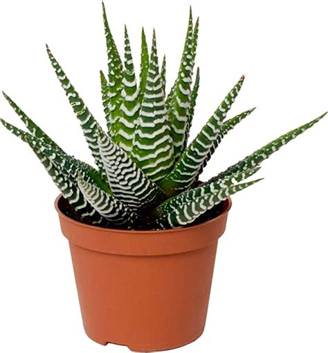 Haworthia Big Band Zebra Plant Succulent For Home Or Office 15 25cm