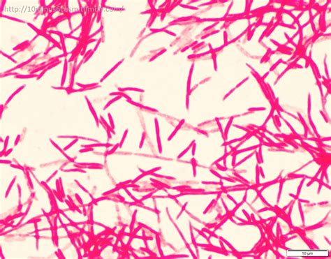 MICROCOSM | The different Gram-stain appearances of Moraxella...