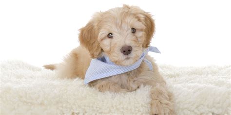 Medium Labradoodle Medium Labradoodle Puppies For Sale