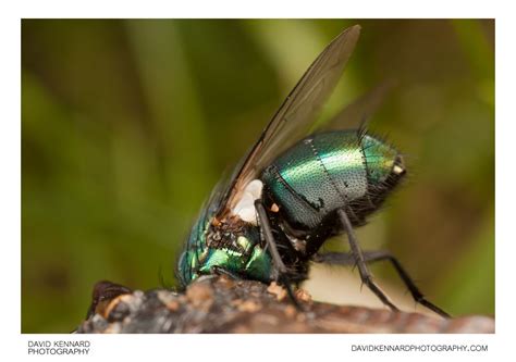 Green Bottle Fly Lucilia Sp XIV David Kennard Photography